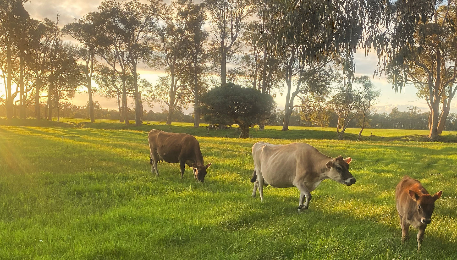 Yallingup Organic Dairy
